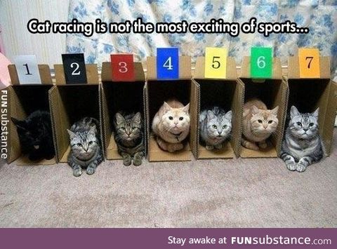 Cat racing