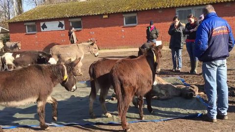 Donkeys crying at the death of a friend