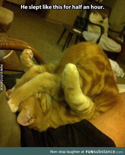 Cats can sleep in any position