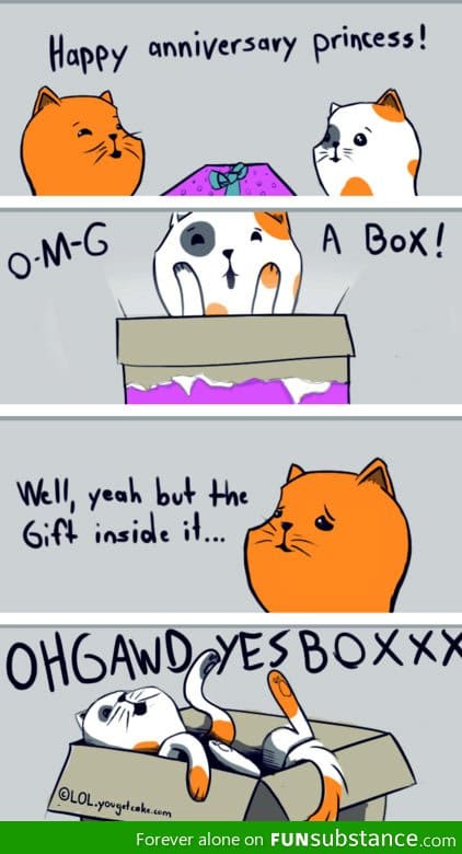 When cats get presents