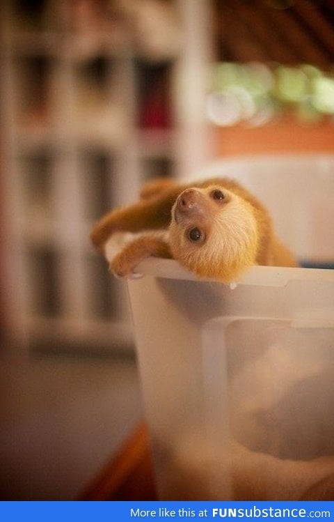 Baby sloth:)