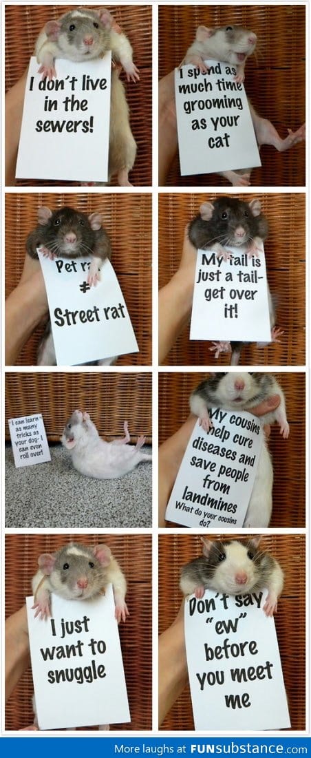 Rats are misunderstood creatures