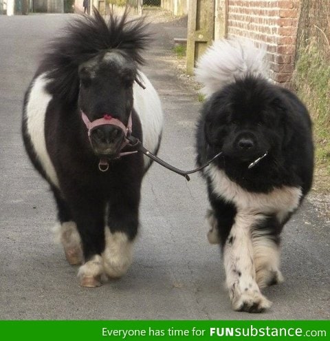 A dog walking a pony