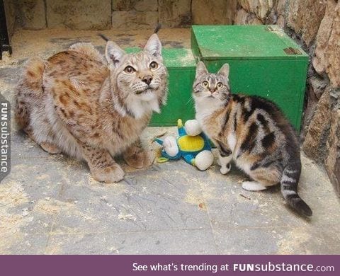 Cat breaks into a zoo to become best friends