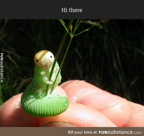 Caterpillar holding a plant