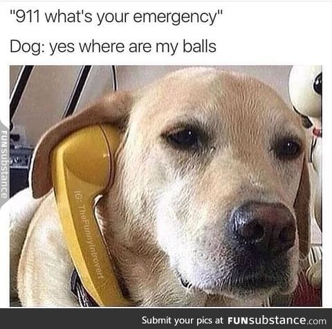 Doggo needs help