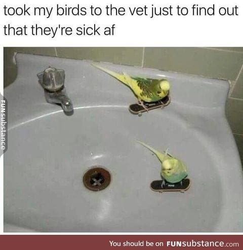 Sick birds!