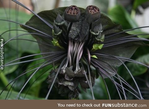 The chinese black batflower