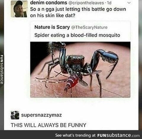 Spider vs Mosquito