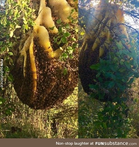 This "beehive?" is insane, found in Wisconsin