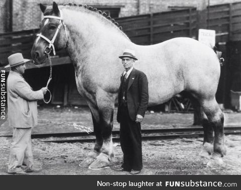 The world's biggest horse, Brooklyn Supreme, standing 78 inches (198.12 cm) tall