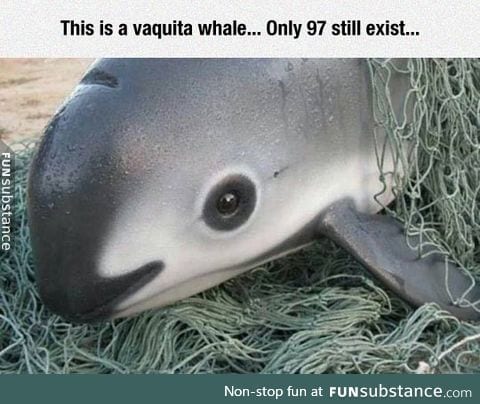 Vaquita whale