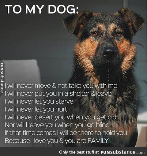 A pledge to my dog
