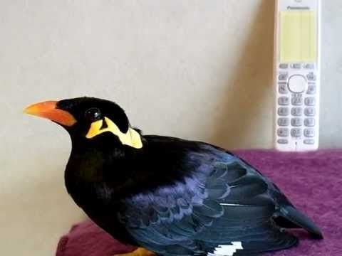 A bird speaking Japanese