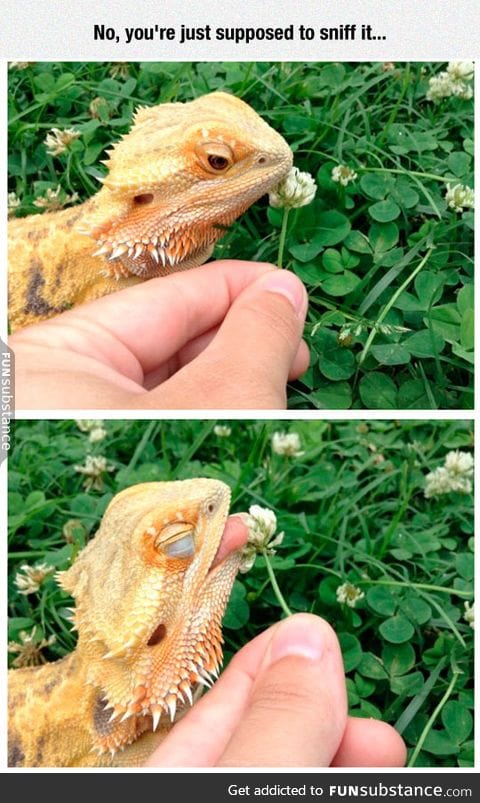 Dragon loves flowers