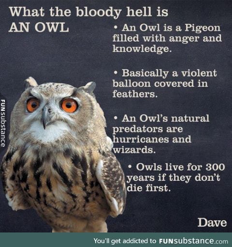 What the heck is an owl
