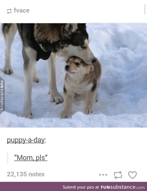 Doggo picks up her pupper