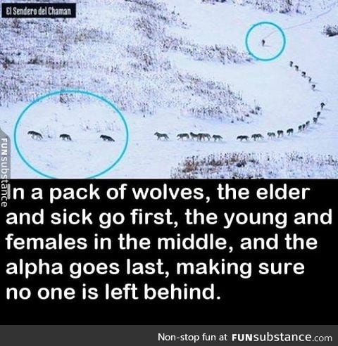 Wolves are alpha af