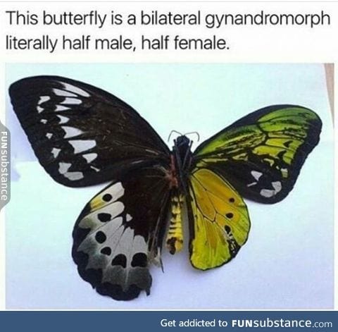 Butterfly has two genders