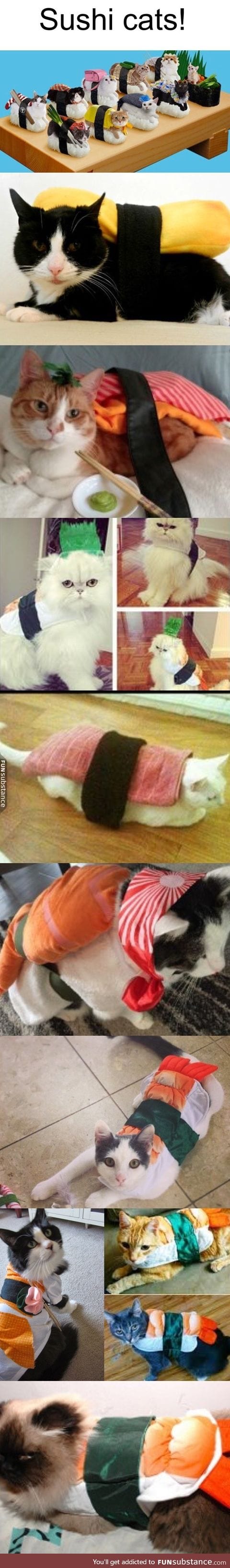 Sushi cats