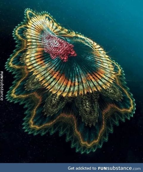 Spanish dancer sea slug