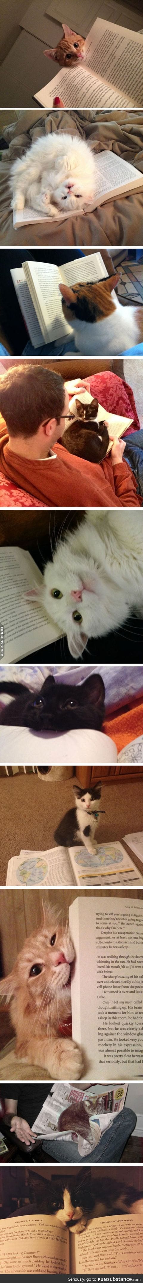 Cats Who Won't Let You Read Your Book