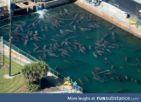 During Florida winters, manatees flock to nuclear and coal power plants for the warm