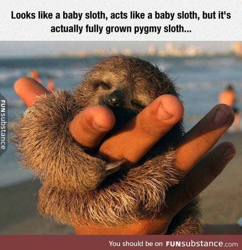 This pygmy sloth is a huger