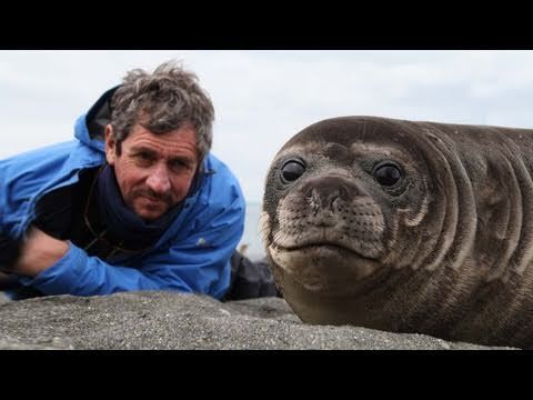 World's most affectionate seal