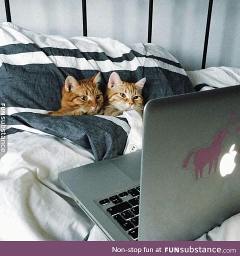 Petflix and purr