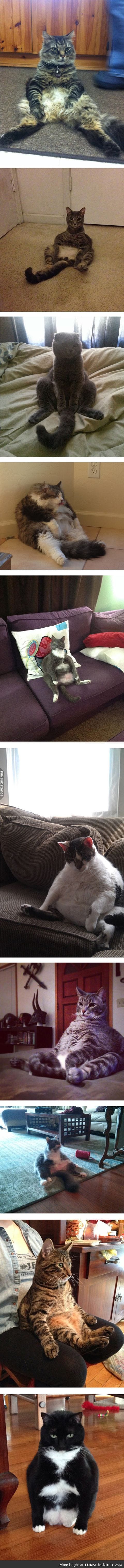 Cats who sit like humans