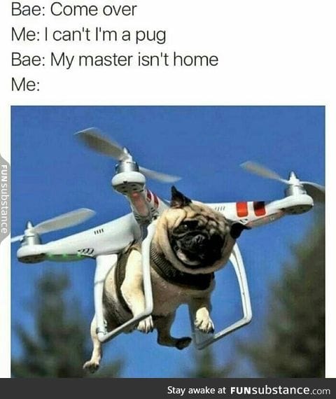 I don't give a flying pug