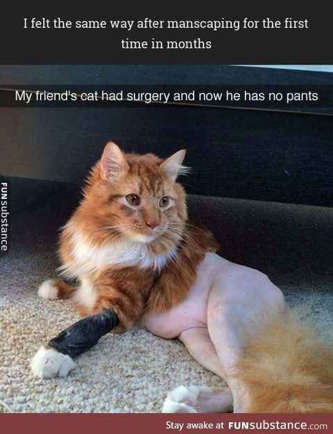 Half naked cat