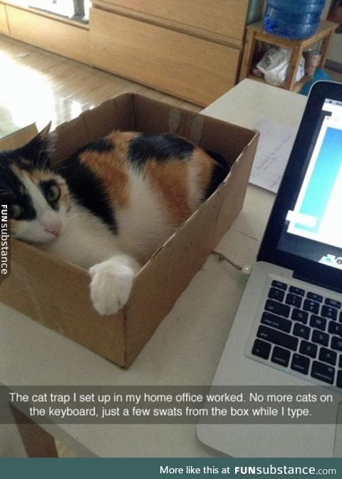 The cat trap worked