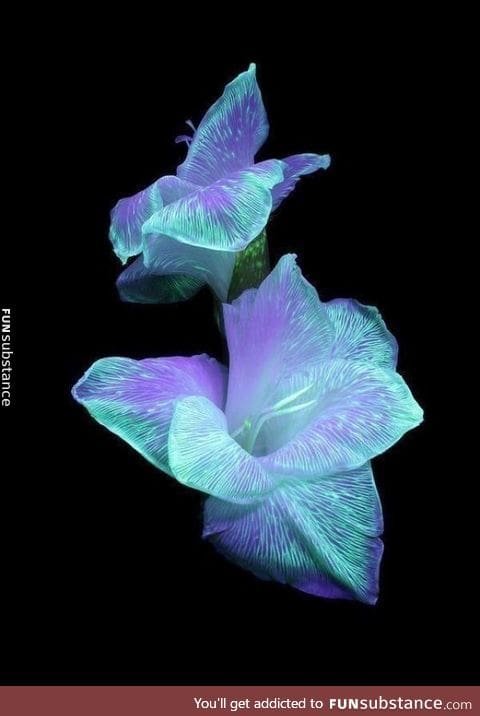 Leave flowers in a vase containing highlighter fluid and shine a UV light, and voilà!