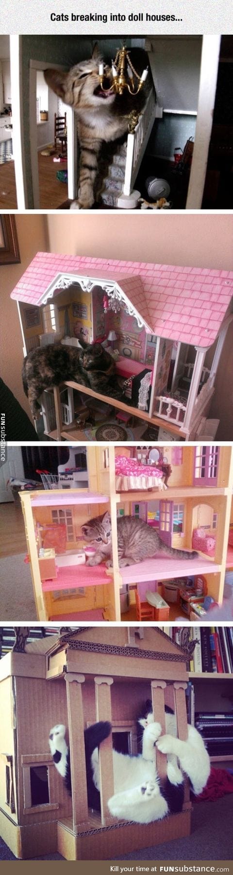 Cat in a mini house