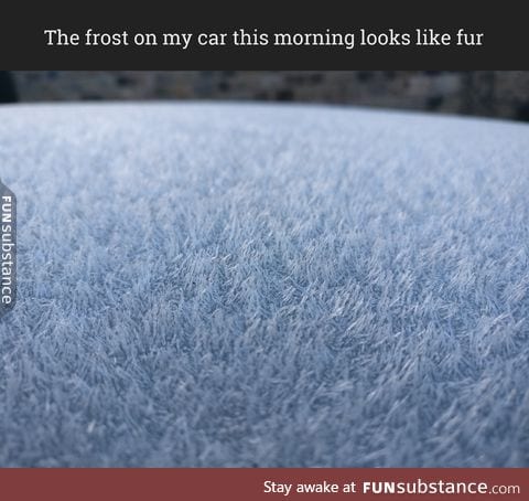 Frost looks like fur