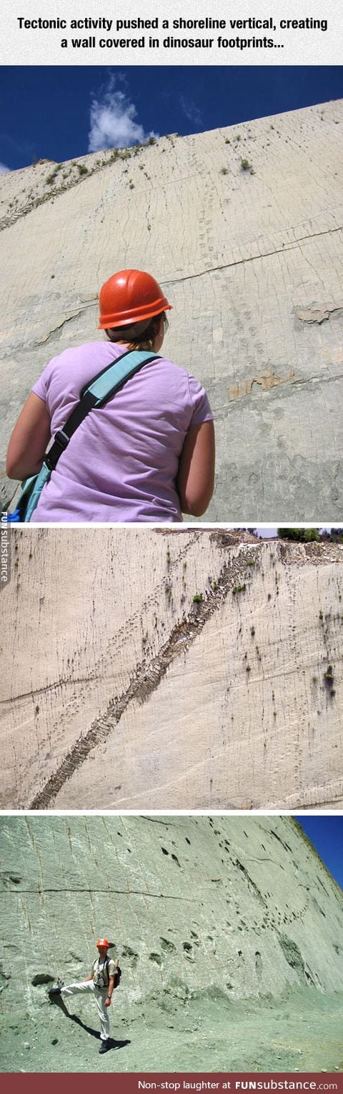 Wall covered in dinosaur footprints