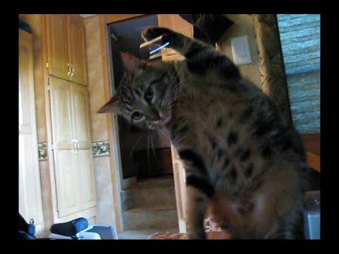 Owner uses interesting method to stop cat from clawing screen door