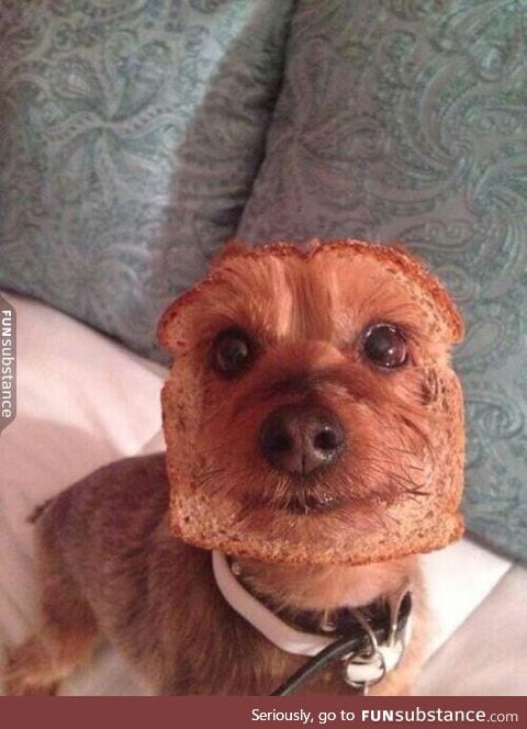 Inbread dog