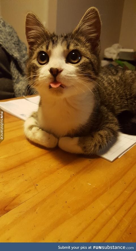 Kitty does a blep