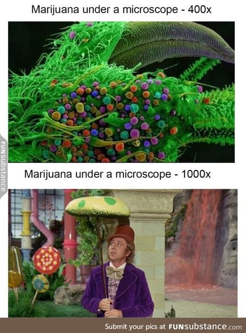 Marijuana under a microscope