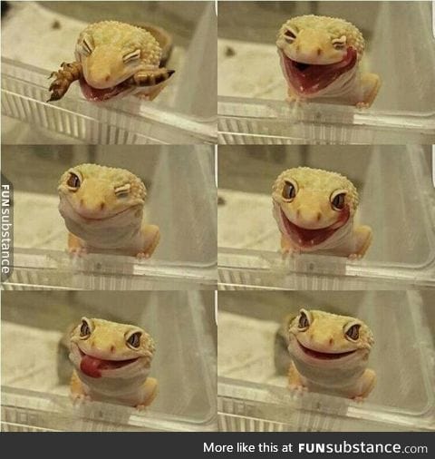 Happy lil gecko