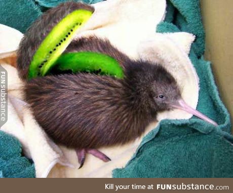 Is it a kiwi or a kiwi?