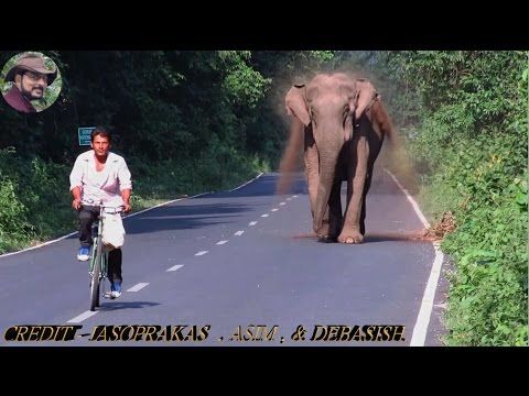 A matriarch elephant securing a road crossing for her herd