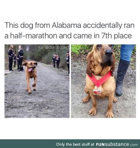 Good job doggo!