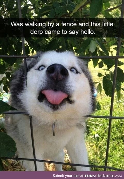 Derpy