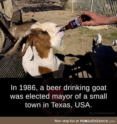 Goat mayor