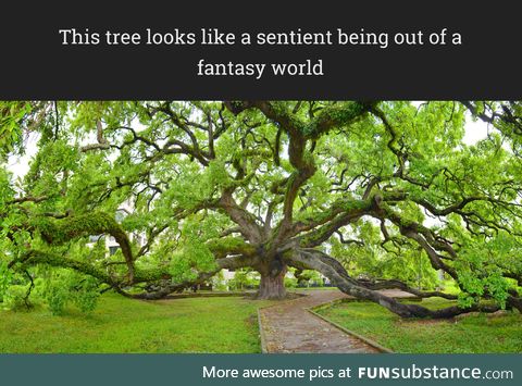 Mystical tree