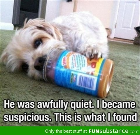 Clever dog